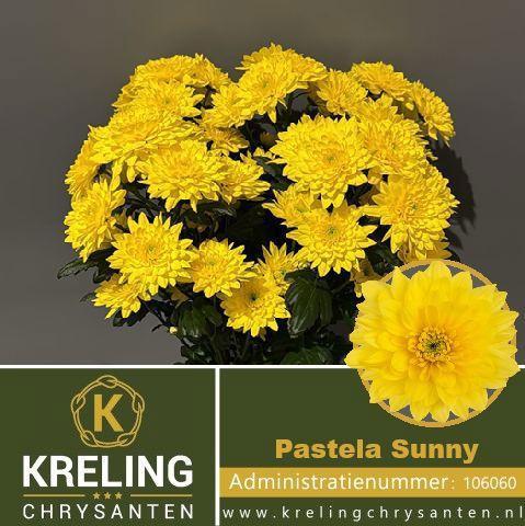Chrysanthemum (Indicum Grp) tros Pastela Sunny