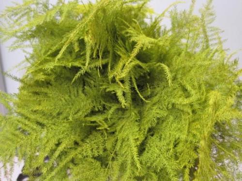 Asparagus overig kleurbehandeld H%