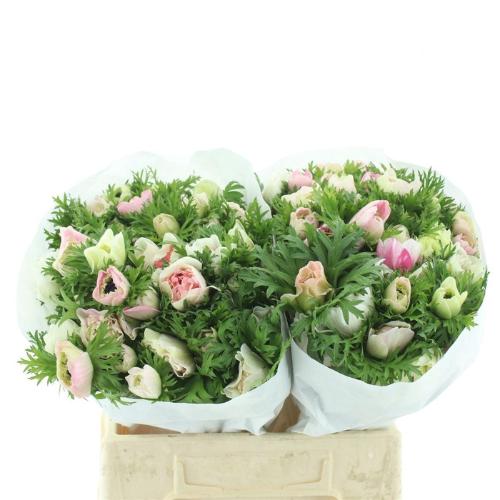 Anemone coronaria 'Levante Rosa'