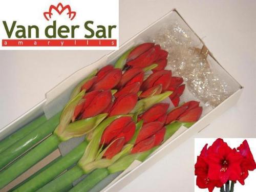 Hippeastrum Galaxy Grp 'Red Lion'