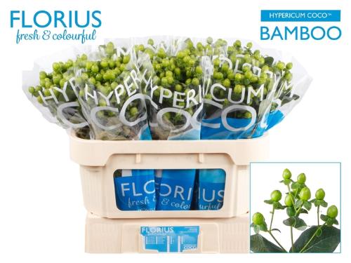 Hypericum Coco Bamboo