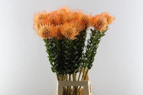 Leucospermum Ayoba Mandarin Zest