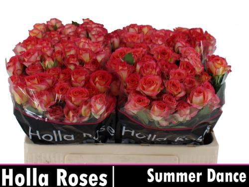 Rosa tros Summer Dance