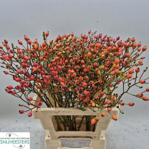 Rosa Magical Miracle (rozenbottel)