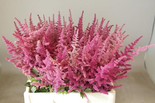 Astilbe chinensis 'Loud and Proud'
