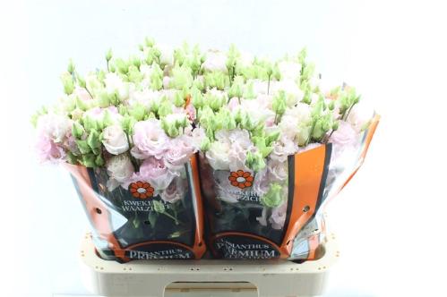 Eustoma russellianum gevuldbloemig 'Chaconne Wedding Pink'