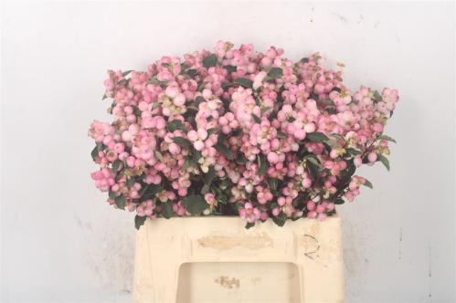 Symphoricarpos (Pink Berry Grp) Magical Pink Falls