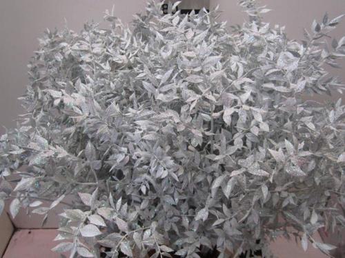 Ruscus kleurbehandeld H%