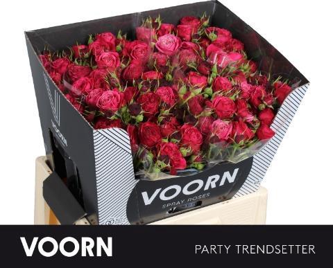 Rosa tros Party Trendsetter