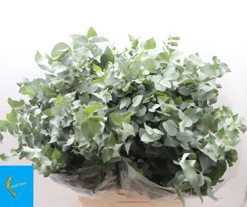 Eucalyptus per bos bridgesiana