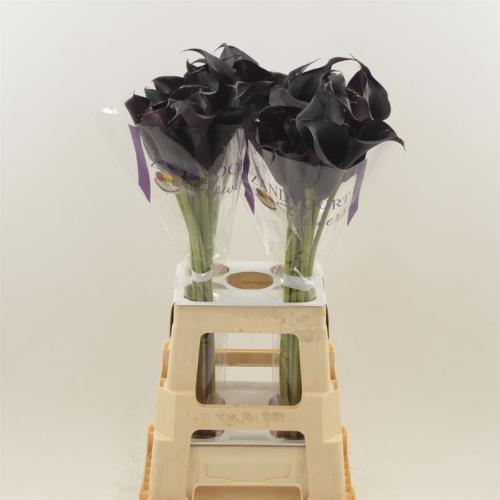 Zantedeschia 'Escape'