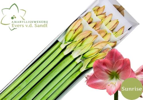 Gerbera grootbloemig Glory