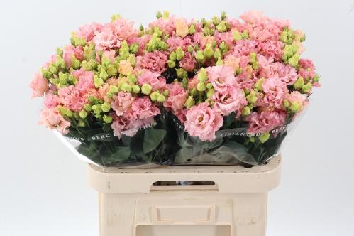 Eustoma russellianum gevuldbloemig 'Corelli Coral'