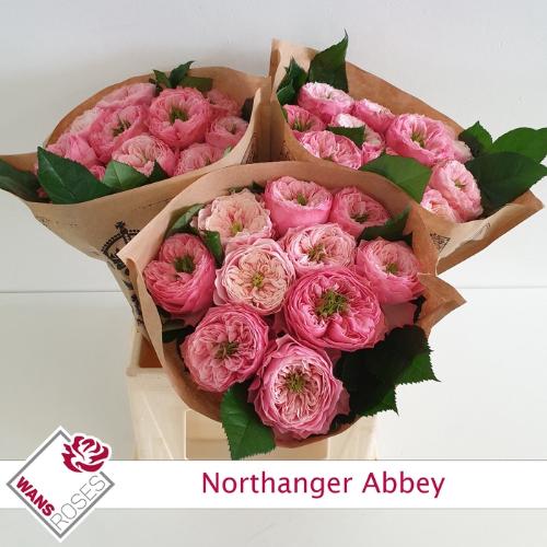 Rosa grootbloemig Northanger Abbey