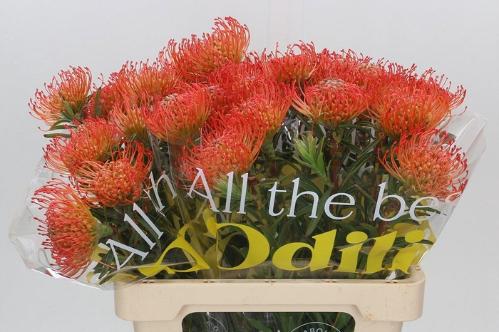Leucospermum cordifolium 'Succession'
