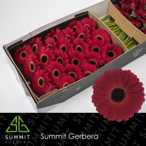 Gerbera grootbloemig 'Dark Diamond'