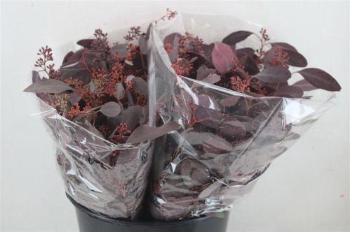 Eucalyptus polyanthemos (fruit) kleurbehandeld per bos H%