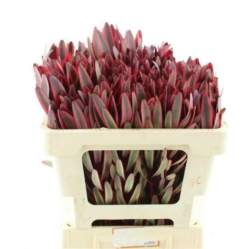 Leucadendron 'Jester'