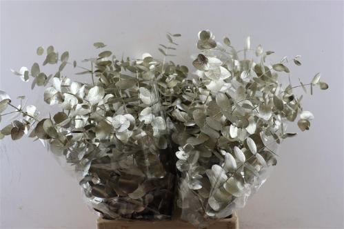 Eucalyptus cinerea kleurbehandeld per bos H%
