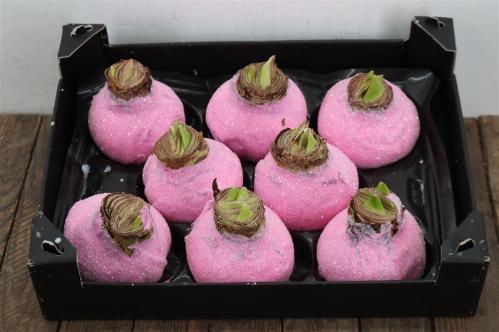 Hippeastrum bol gewaxt H%