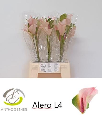 Anthurium Alero