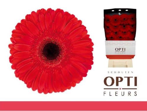 Gerbera grootbloemig 'Dynamic'