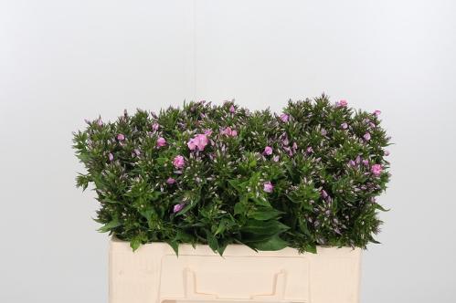 Phlox (Paniculata Grp)  'Sweet Kiki'