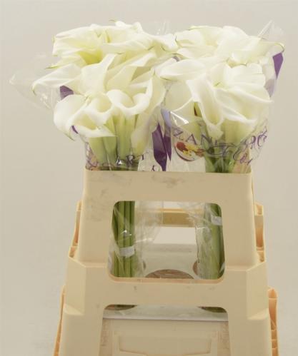 Zantedeschia White Art