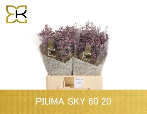 Limonium Safora Pink Sky