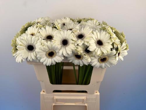 Gerbera mini Olaf