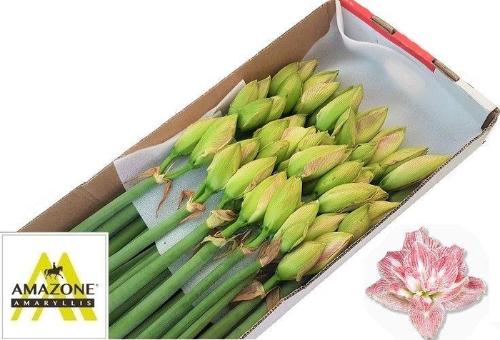 Hippeastrum Double Galaxy Grp Pretty Nymph