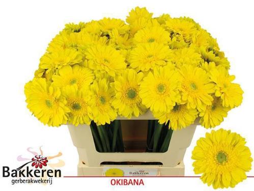 Gerbera mini 'Okibana'