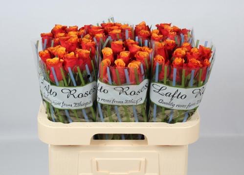 Rosa grootbloemig Espa