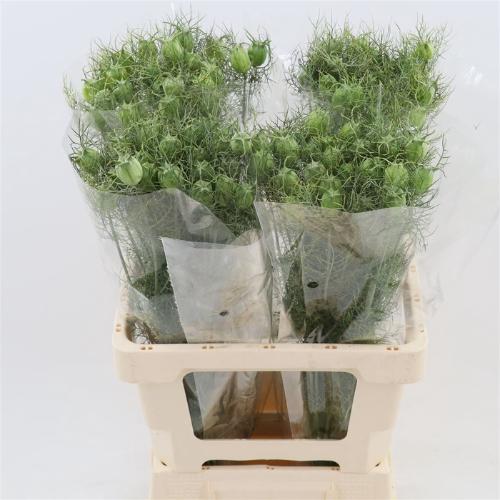Nigella damascena (zaaddozen)