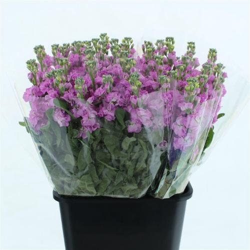 Matthiola incana 'Iron Pink'