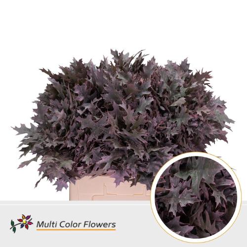 Quercus palustris kleurbehandeld H%
