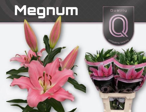 Lilium (OT-hybrids Grp) 'Megnum'