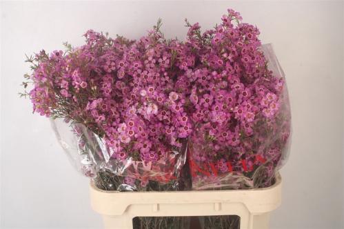 Chamelaucium 'Niek's Pride'