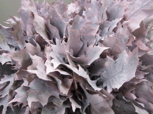 Quercus rubra kleurbehandeld H%