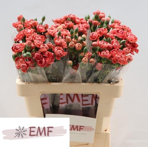 Dianthus tros Miss Trendy