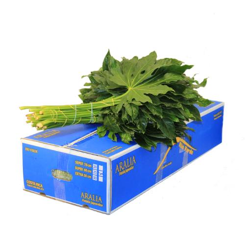 Fatsia japonica per bos