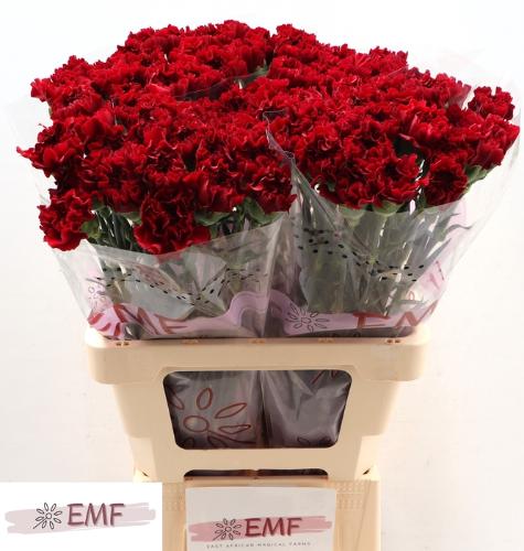 Dianthus standaard 'Zurigo'