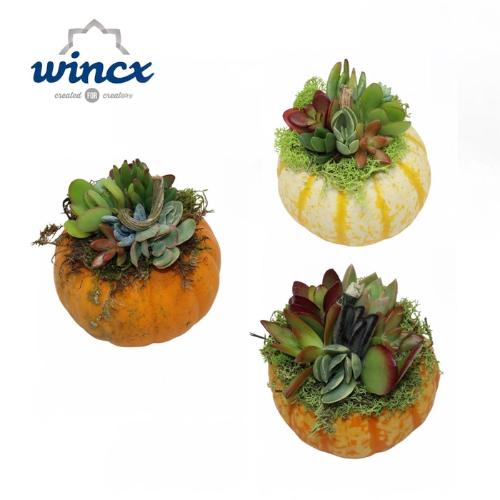 Succulenten gemengd per bos