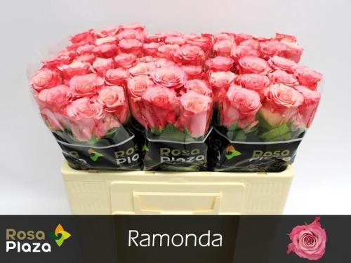 Rosa grootbloemig Ramonda