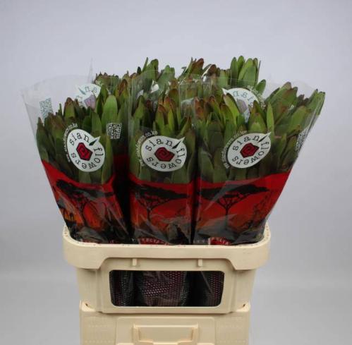 Leucadendron 'Safari Goldstrike'