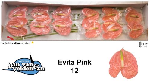 Anthurium Andreanum Grp 'Evita Pink'
