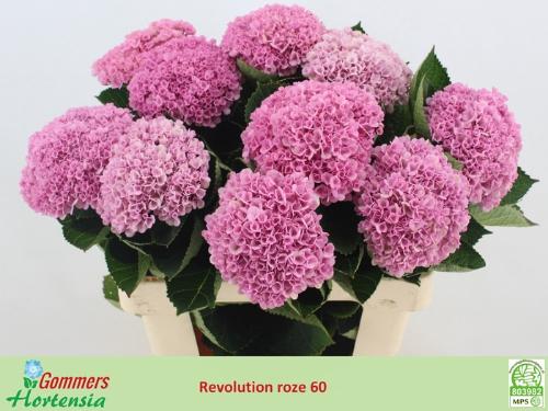 Hydrangea macrophylla Magical Revolution (roze)