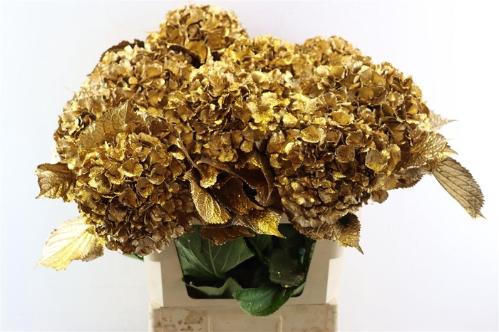 Hydrangea overig kleurbehandeld H%