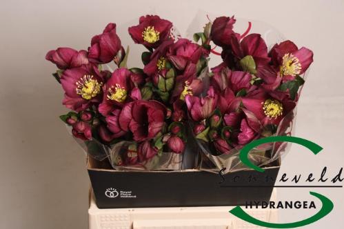 Helleborus Aarendelle Mara Red