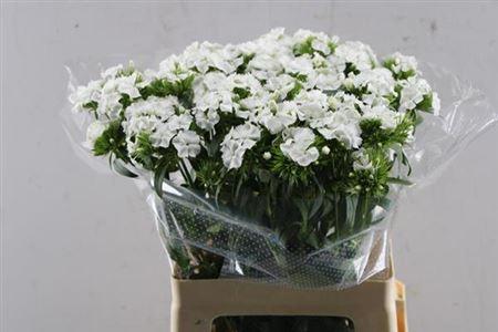 Dianthus barbatus 'Sweet Will White'